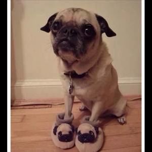 Meet your Posher, Malcolm